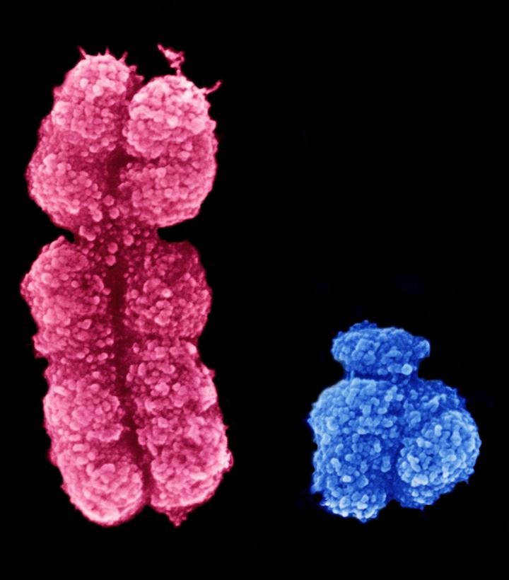 Communiquer les aneuploïdies des chromosomes sexuels détectées par NIPT