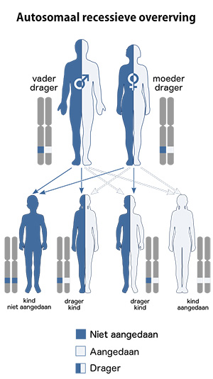 Trans-Autosomique-recessive