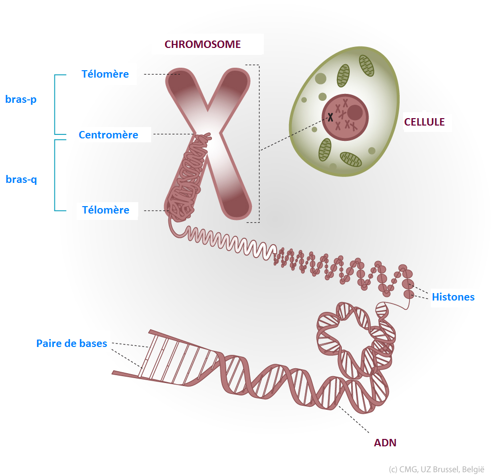 Cellule-Chromosome