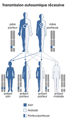 Trans-Autosomique-recessive